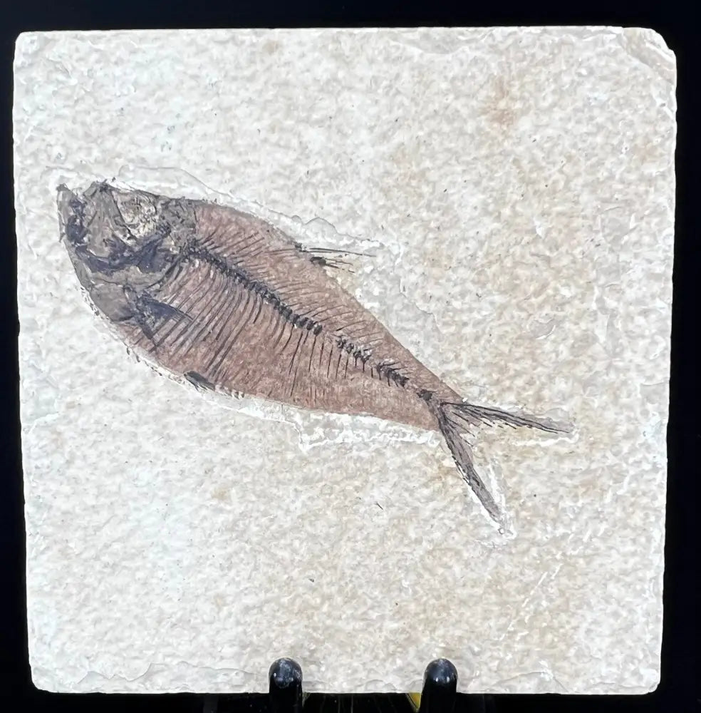 Fish Fossil - Knightia Eoceana Wysiwyg