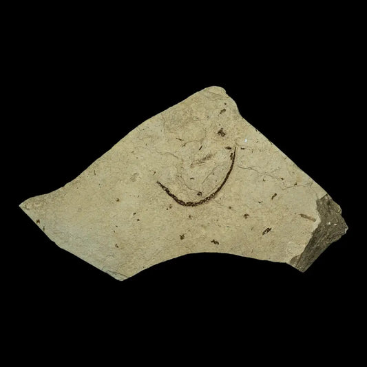 Fish Fossil - Syngnathus Sp. (Pipefish) Wysiwyg