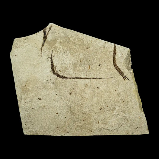 Fish Fossil - Syngnathus Sp. (Pipefish) Wysiwyg