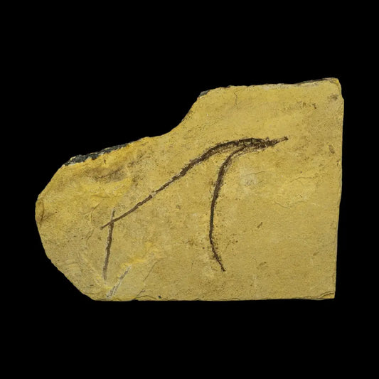 Fish Fossil - Syngnathus Sp. (Pipefish) Wysiwyg