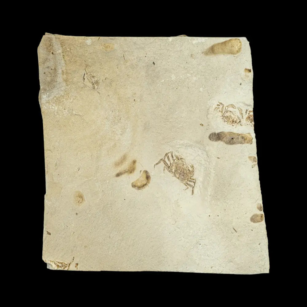 Fossil - Pea Crab Pinnixa Sp. Wysiwyg