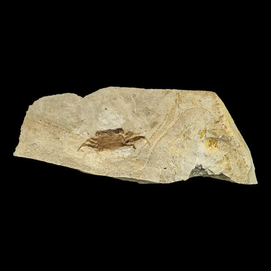 Fossil - Pea Crab Pinnixa Sp. Wysiwyg