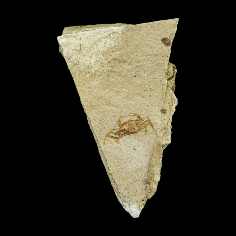 Fossil - Pea Crab Pinnixa Sp. Wysiwyg