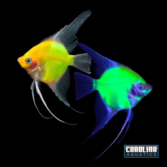 GloFish® - Angel Electric Green