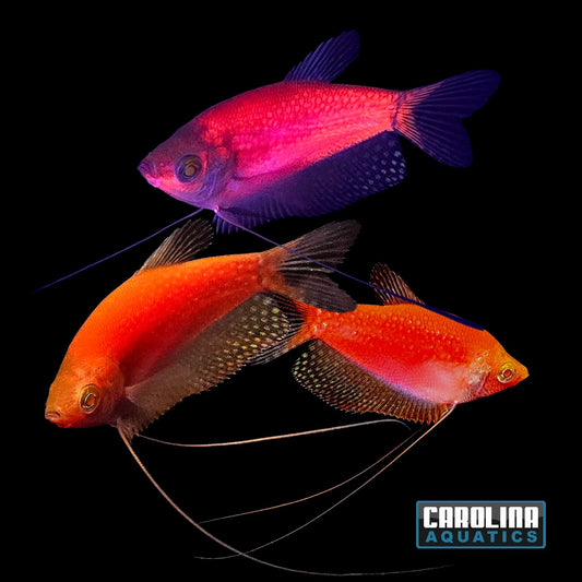 GloFish® - Pearl Gourami Starfire Red