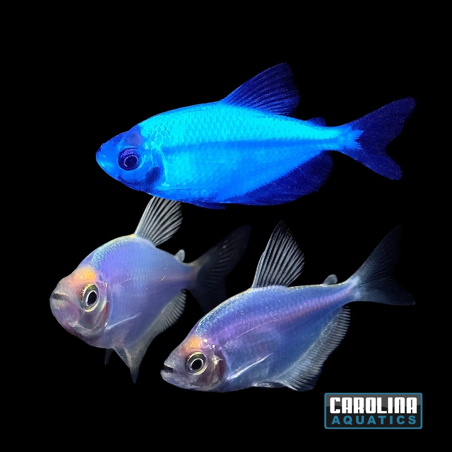 GloFish® - Tetra Cosmic Blue