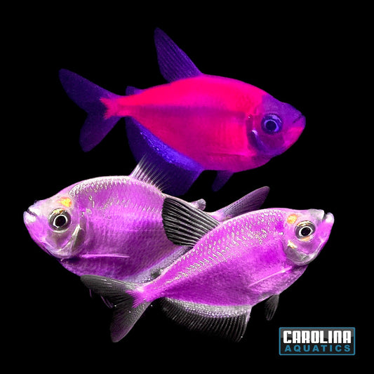 GloFish® - Tetra Galactic Purple