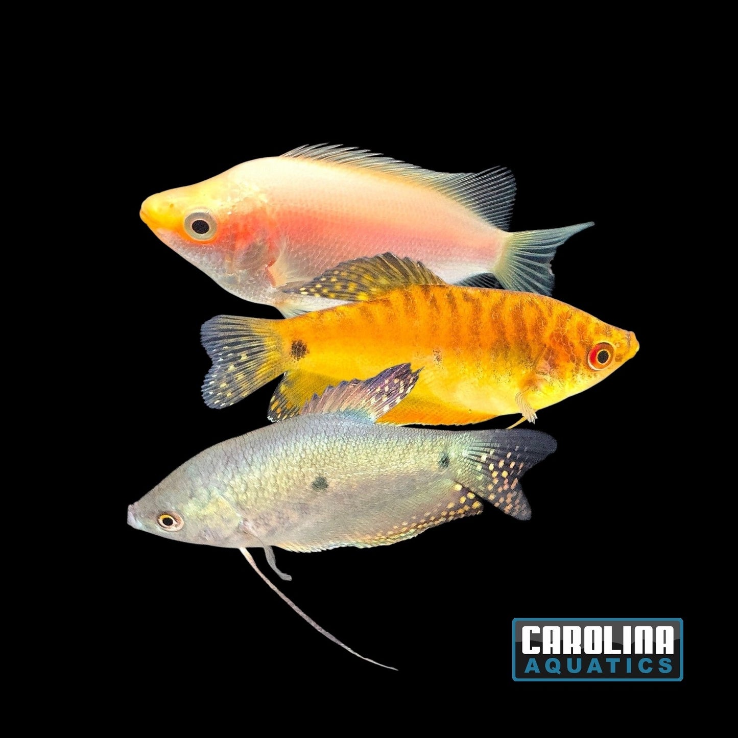 Gourami - Asst