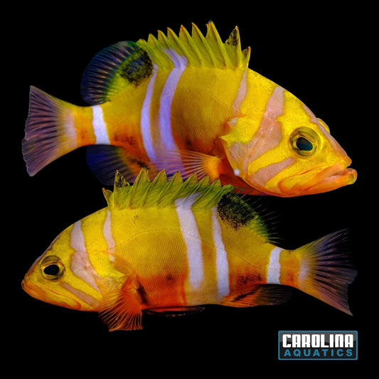 Grouper - Neptune