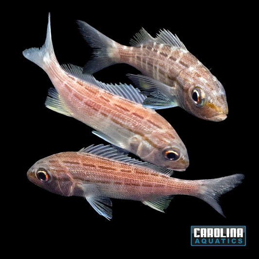 Grunt - Small Mouth