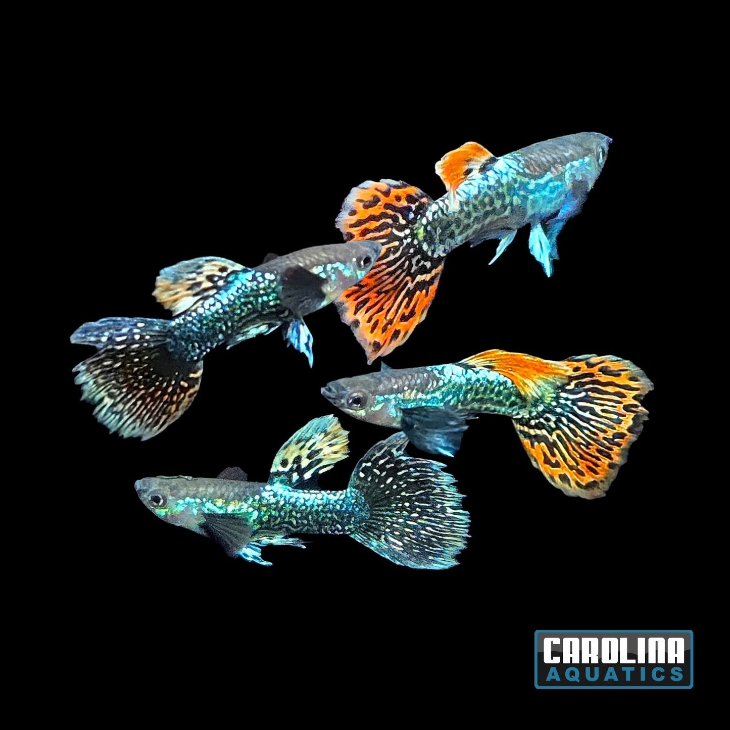 Guppy - Blueberry