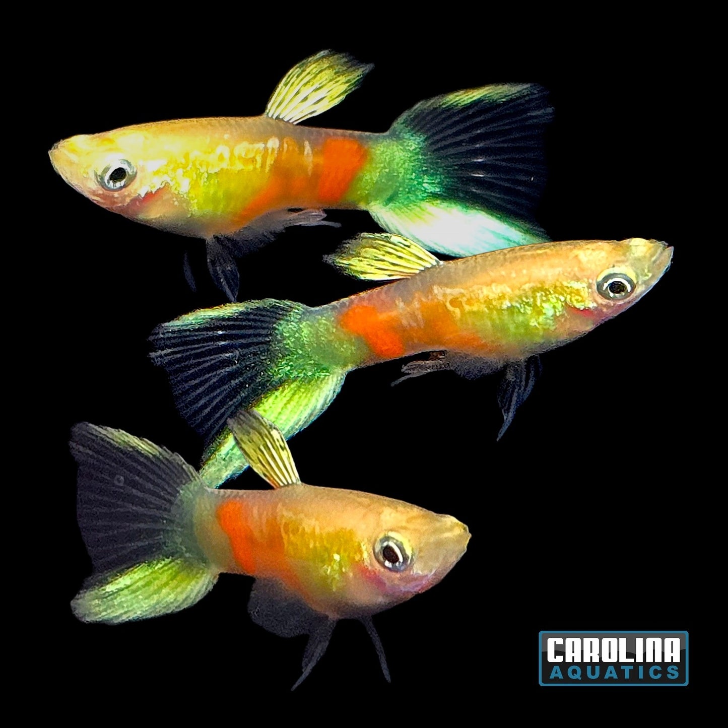 Guppy - Endler Vienna Green