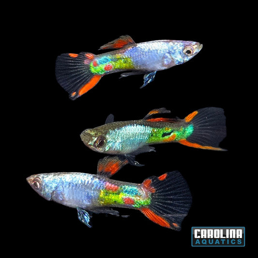 Guppy - Endler Metallic Silver Red