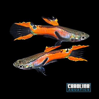 Guppy - Endler Red Tiger