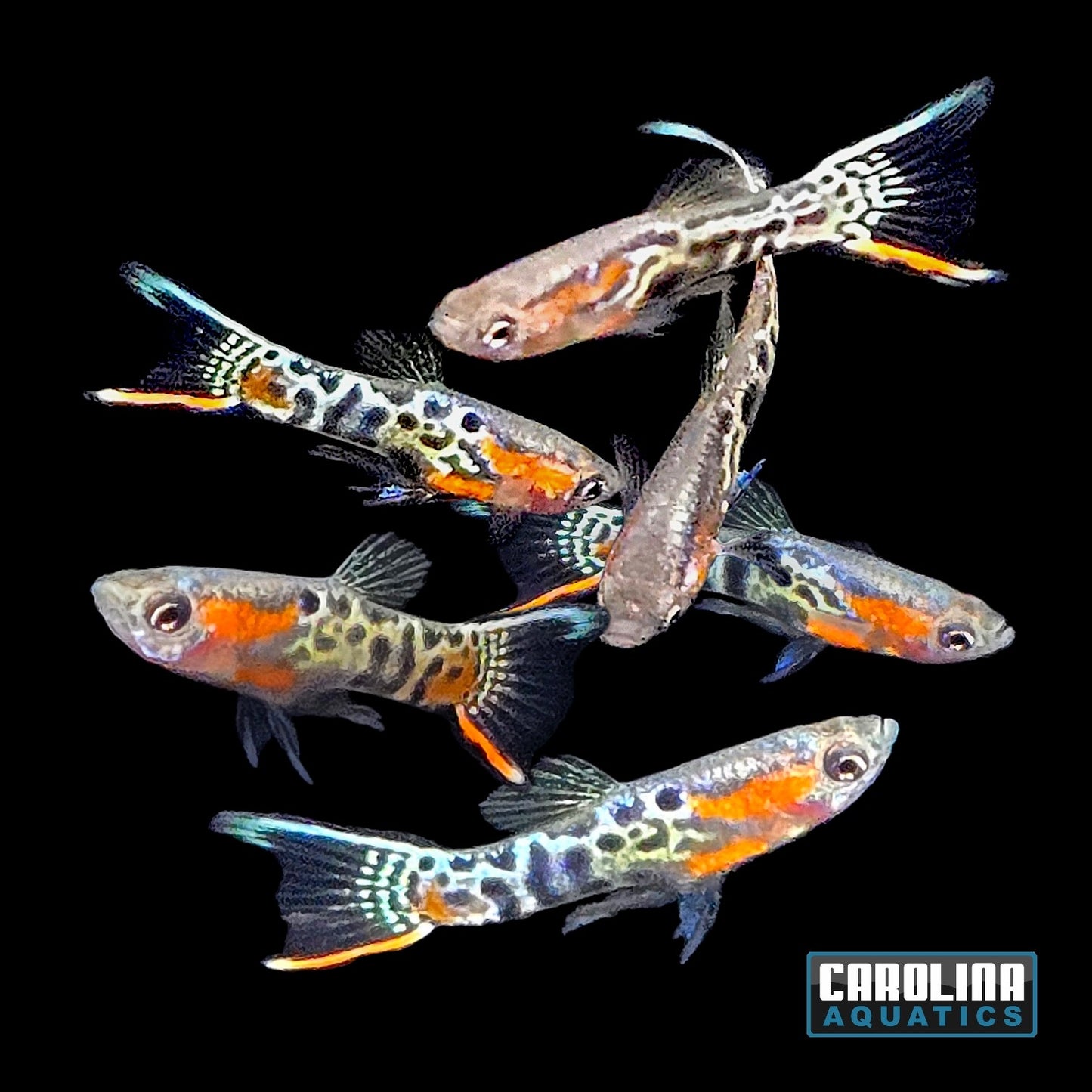 Guppy - Endler Snakeskin Blue Star