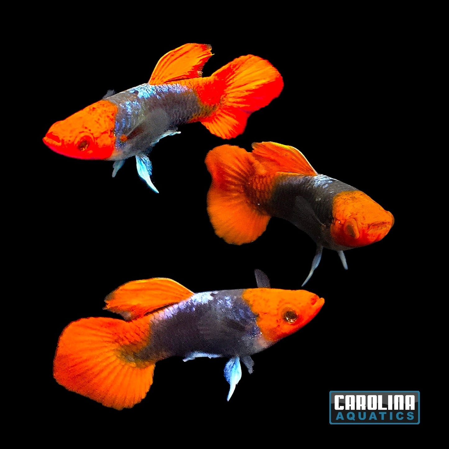 Guppy - Koi Tux