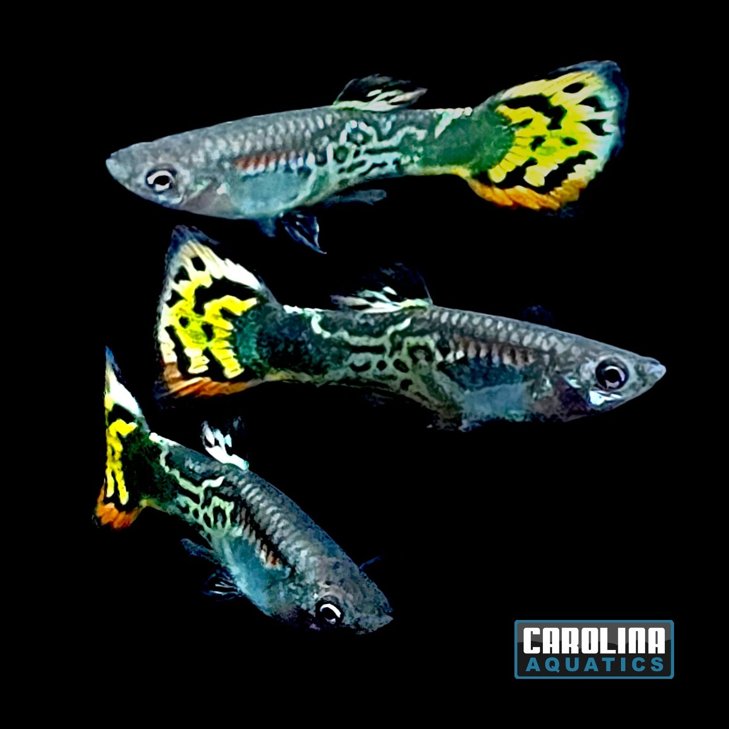 Guppy - Leopard Tail