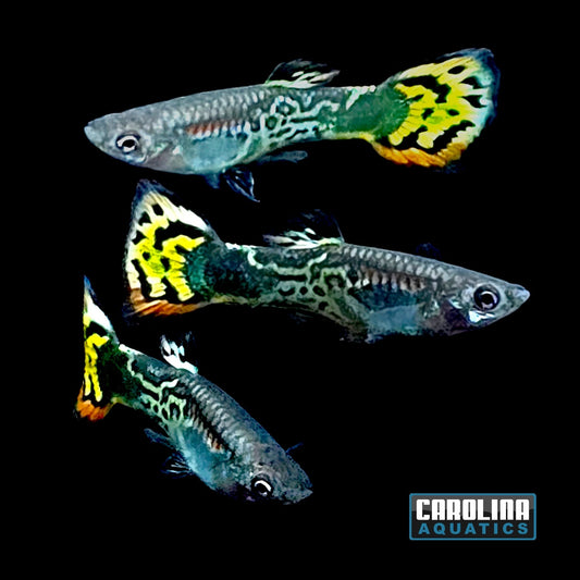 Guppy - Leopard Tail
