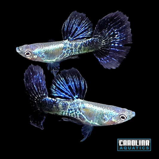 Guppy - Navy Blue Cobra