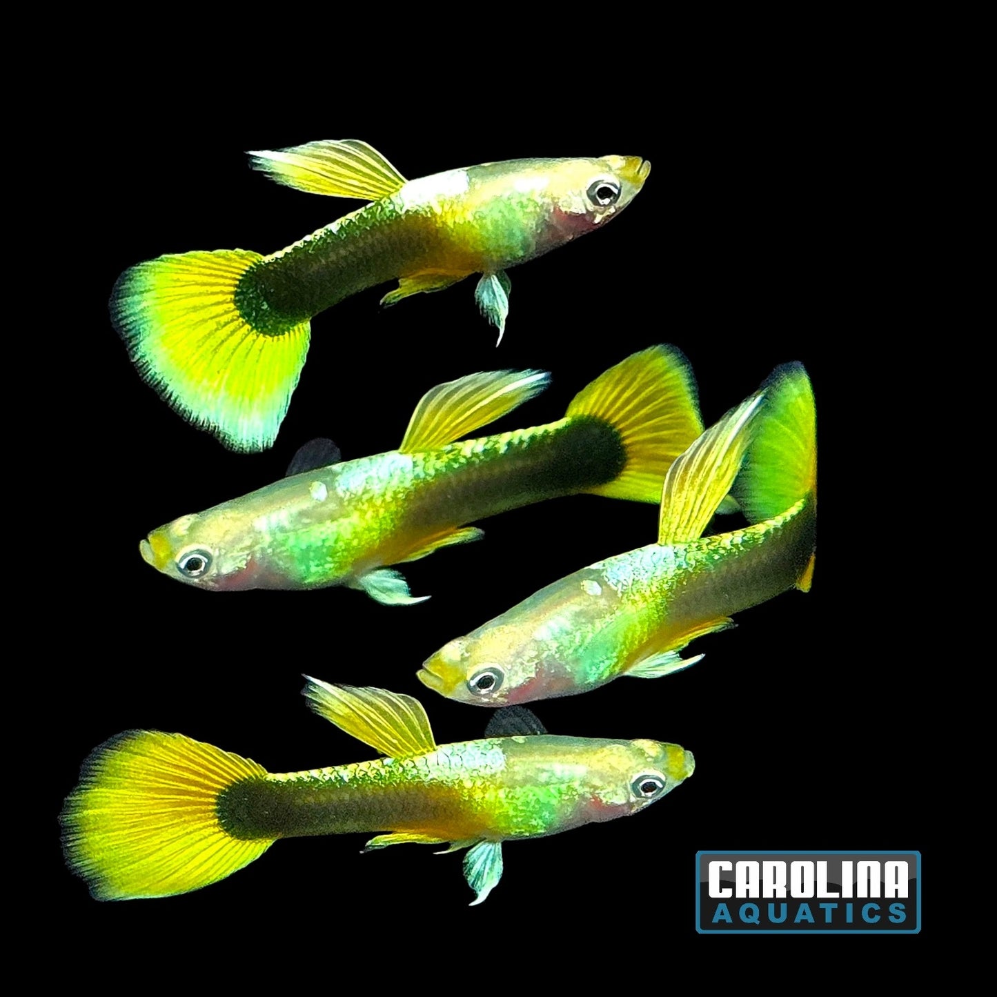 Guppy - Yellow Tux