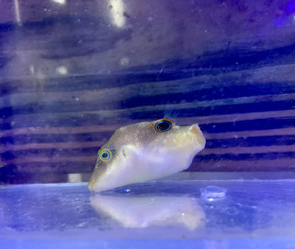 Puffer - Sharpnose Bicolor