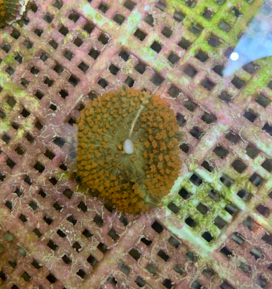 Polyp - Corallimorph Red Warty