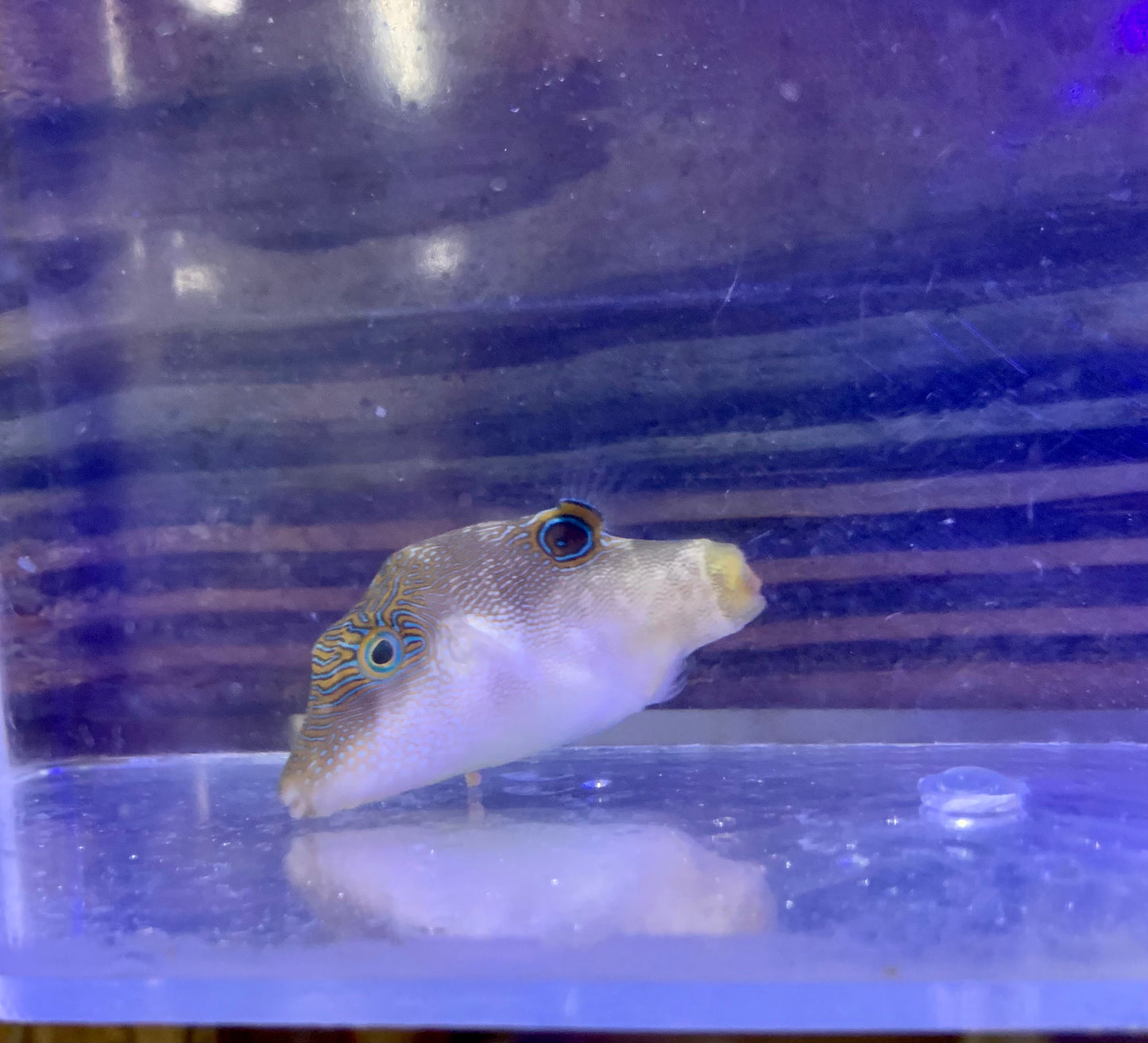 Puffer - Sharpnose Bicolor