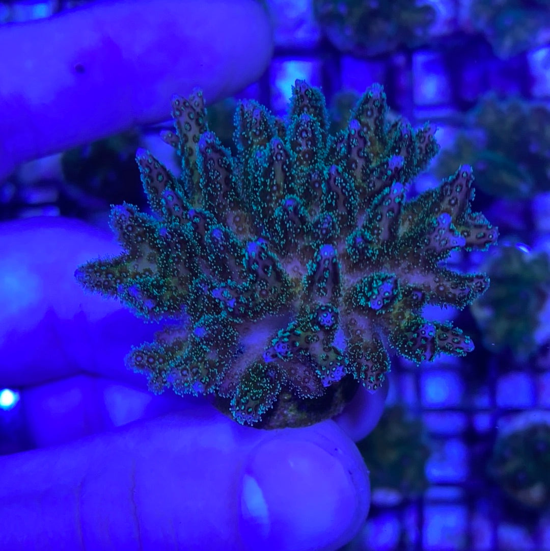 Frag - Poccillipora Mini Colony