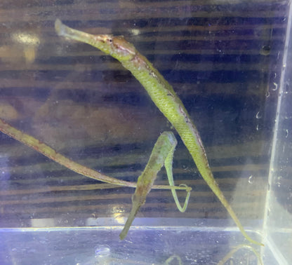 Pipefish - Alligator