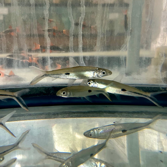 Tetra - Redtail Hemiodus