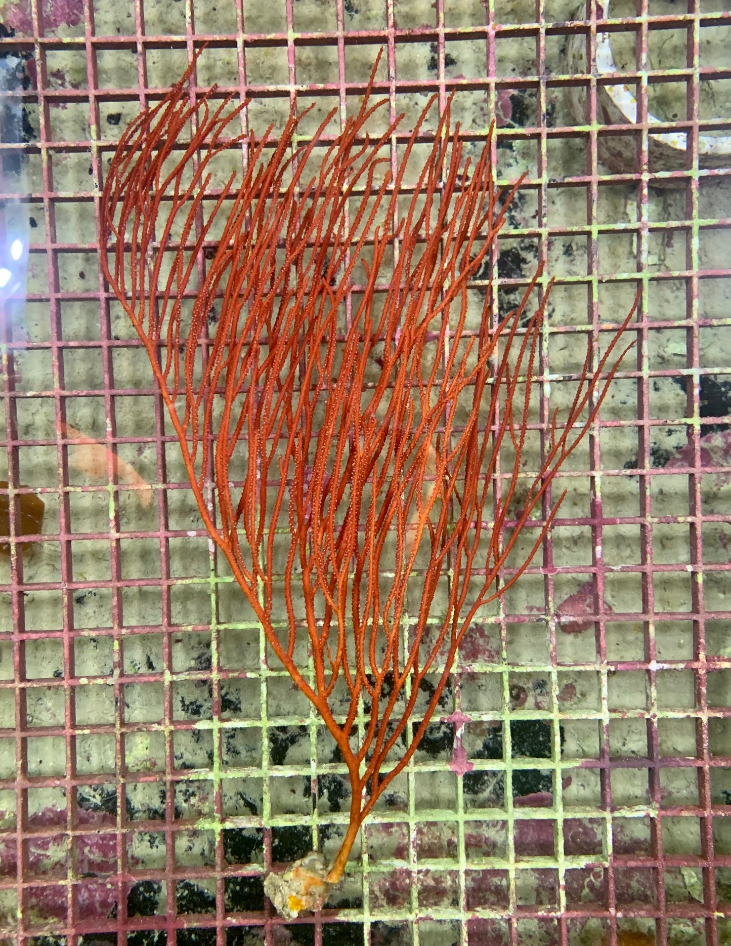 Gorgonian - Orange Whip