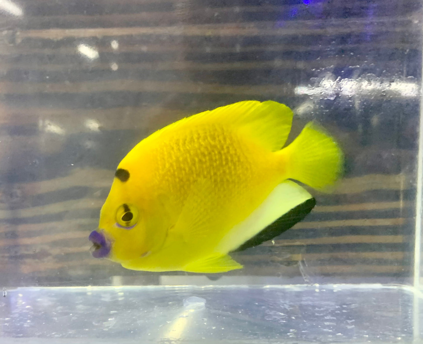 Angel - Flagfin Md/Lg