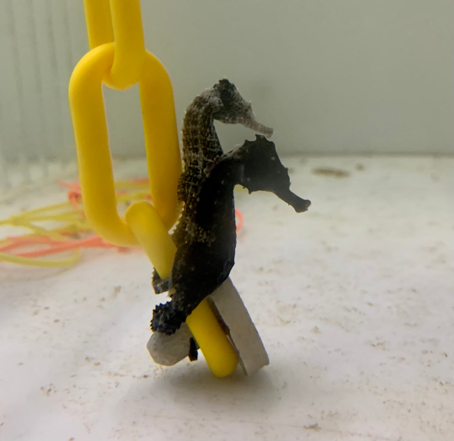 Seahorse - Lined Aquacultured