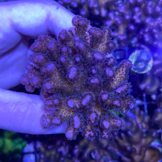 Frag - Purple Stylophora Mini Colony