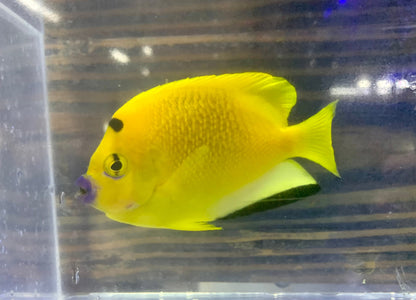 Angel - Flagfin Md/Lg