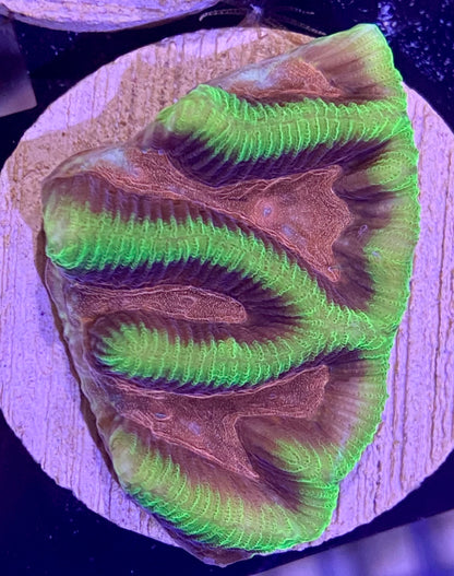 Frag - Lemonade Platygyra