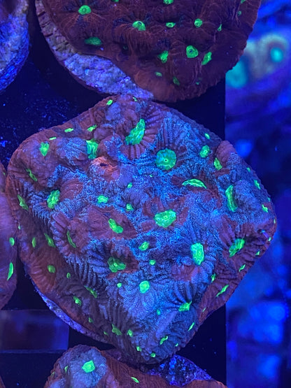 Frag - TechniColor Favites War Coral