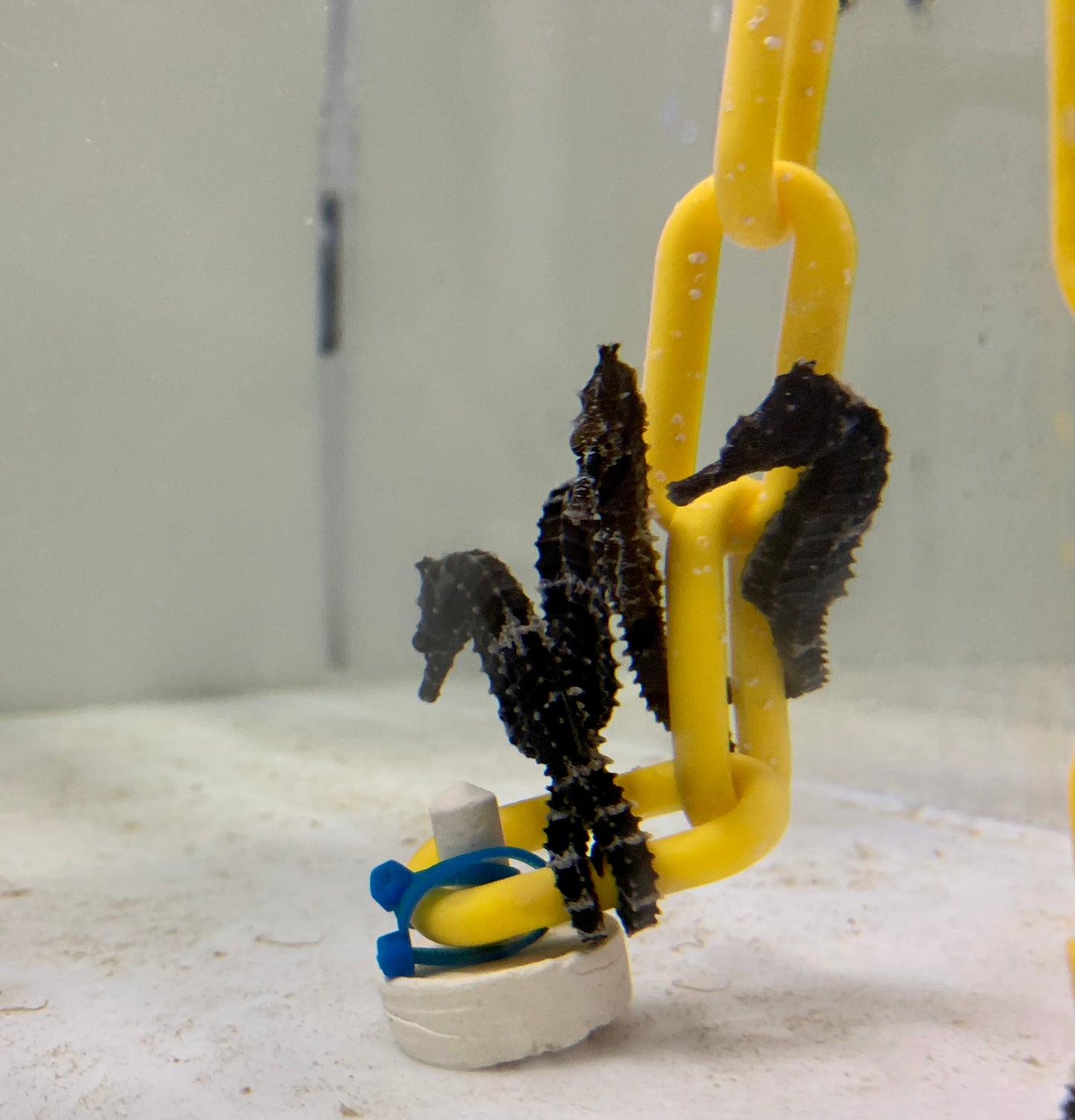 Seahorse - Lined Aquacultured