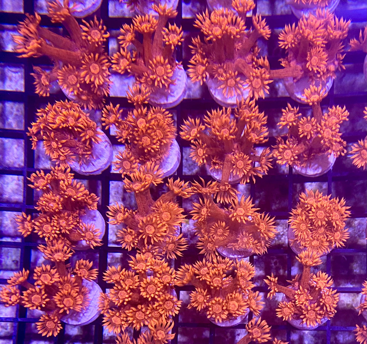 Frag - Super Red Goniopora