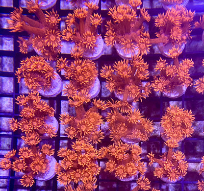 Frag - Super Red Goniopora