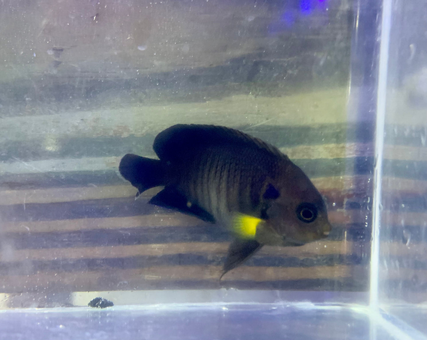 Angel - Yellowfin Sm/Md
