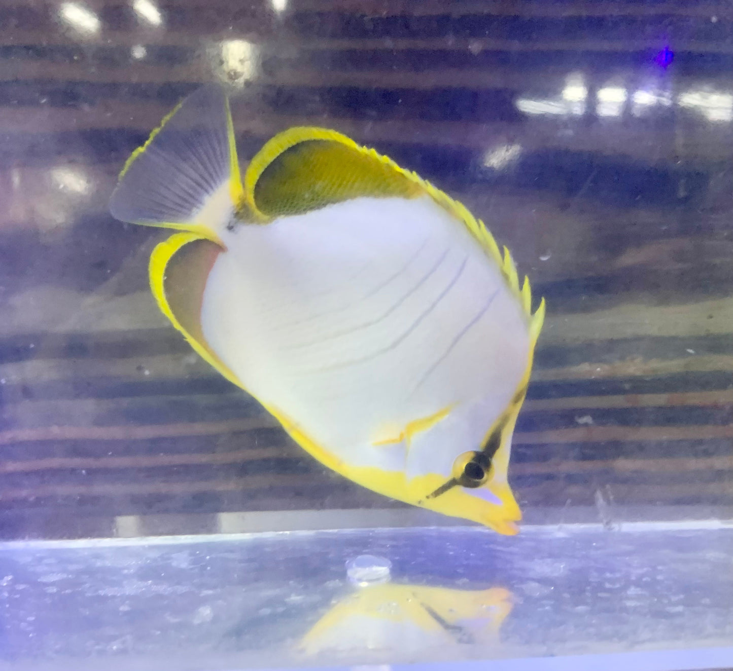 Butterfly - Golden Head Sm