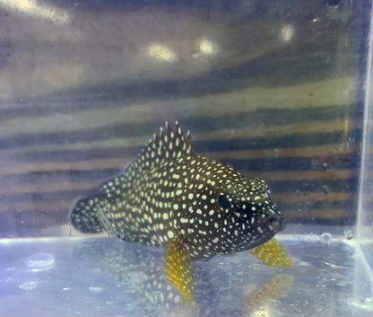 Grouper - Specklefin