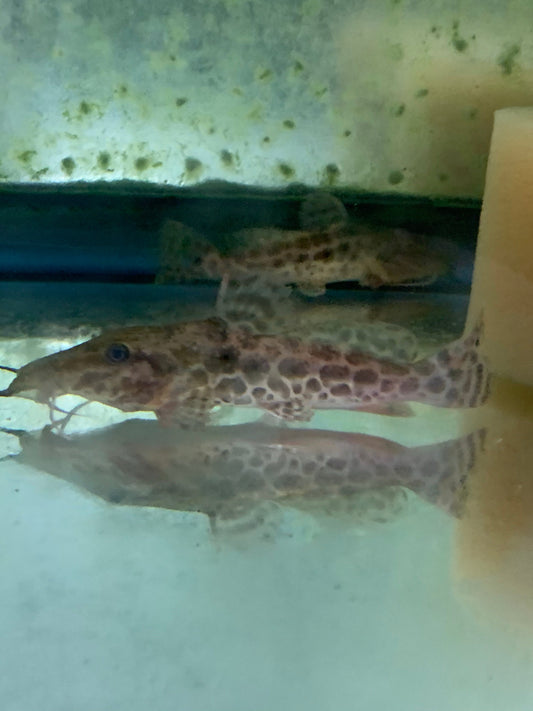 Catfish - Giraffe Nose JBO