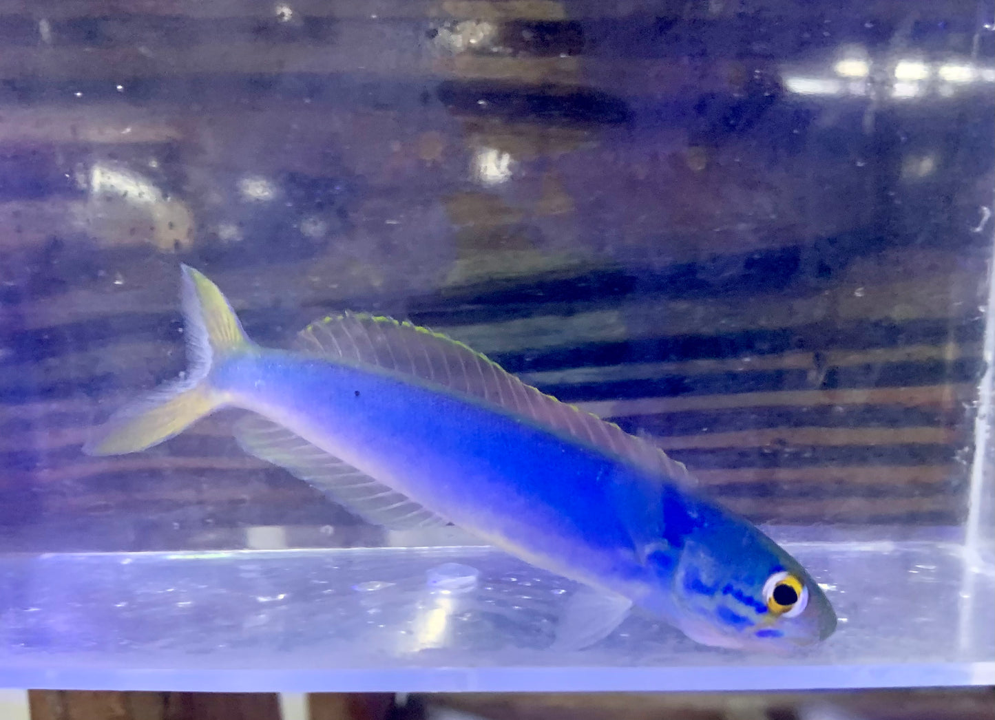Tilefish - Flashing