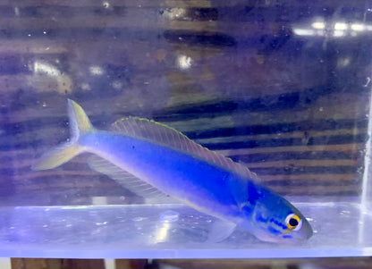 Tilefish - Flashing