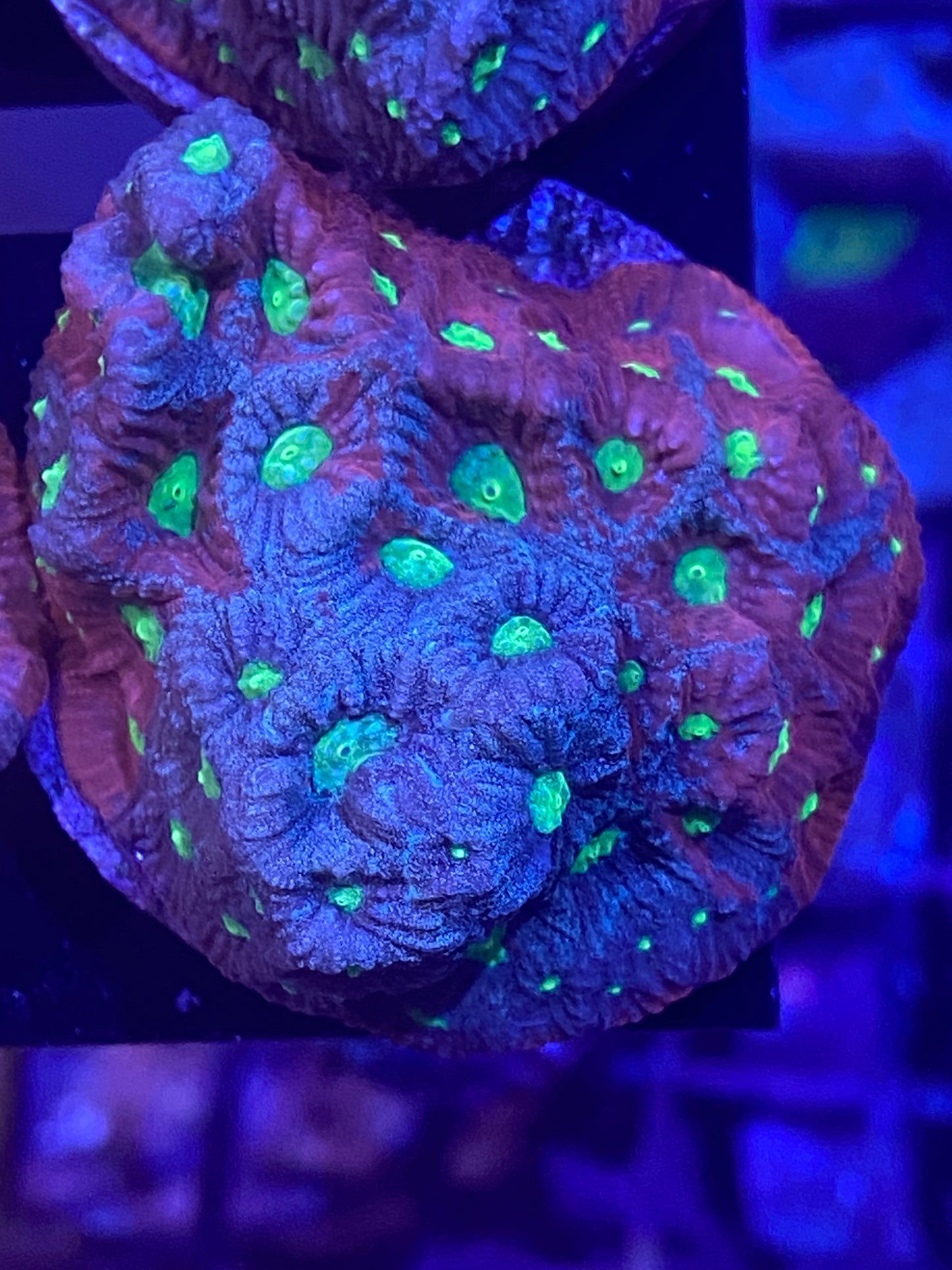Frag - TechniColor Favites War Coral