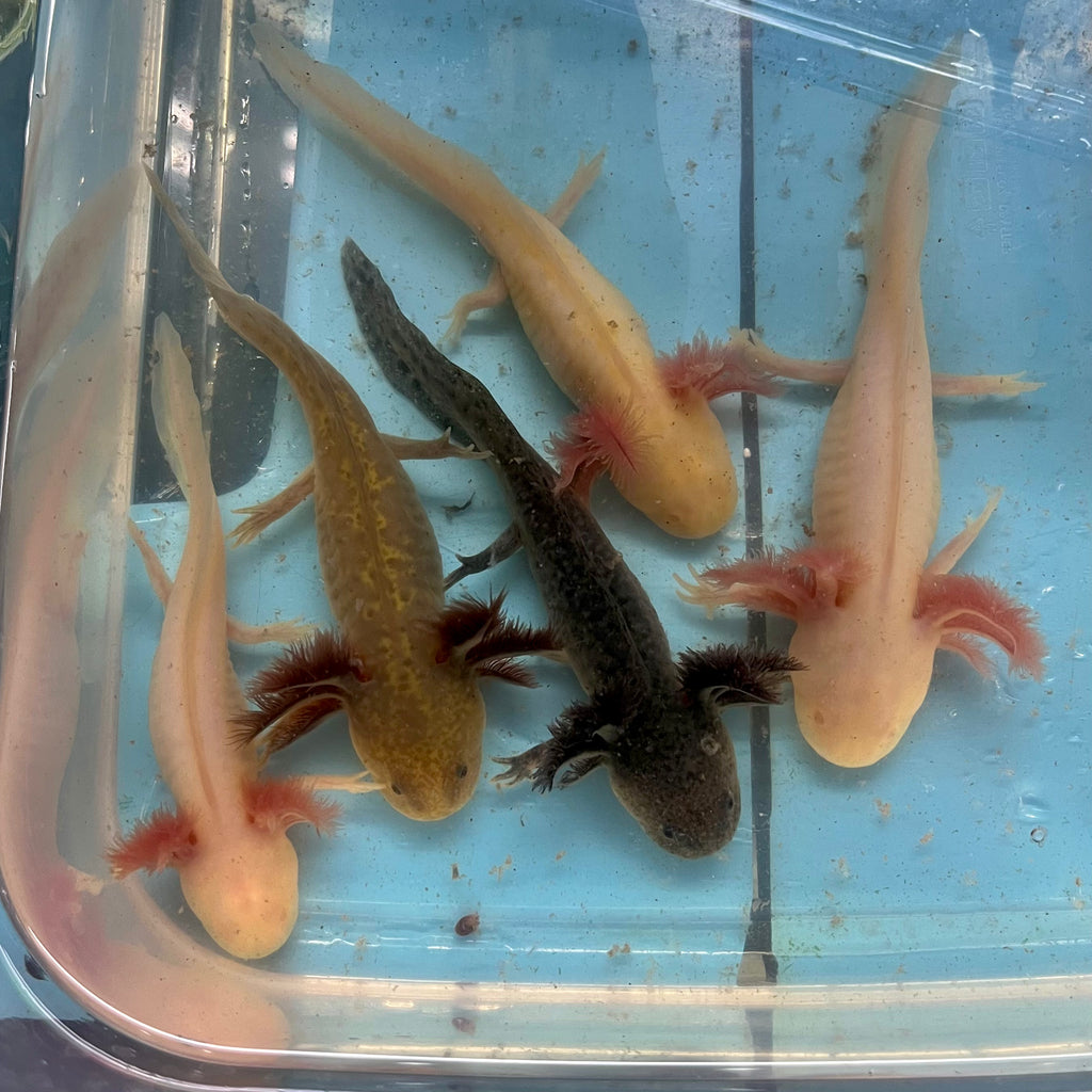 Freshwater Fish – Page 7 – Carolina Aquatics
