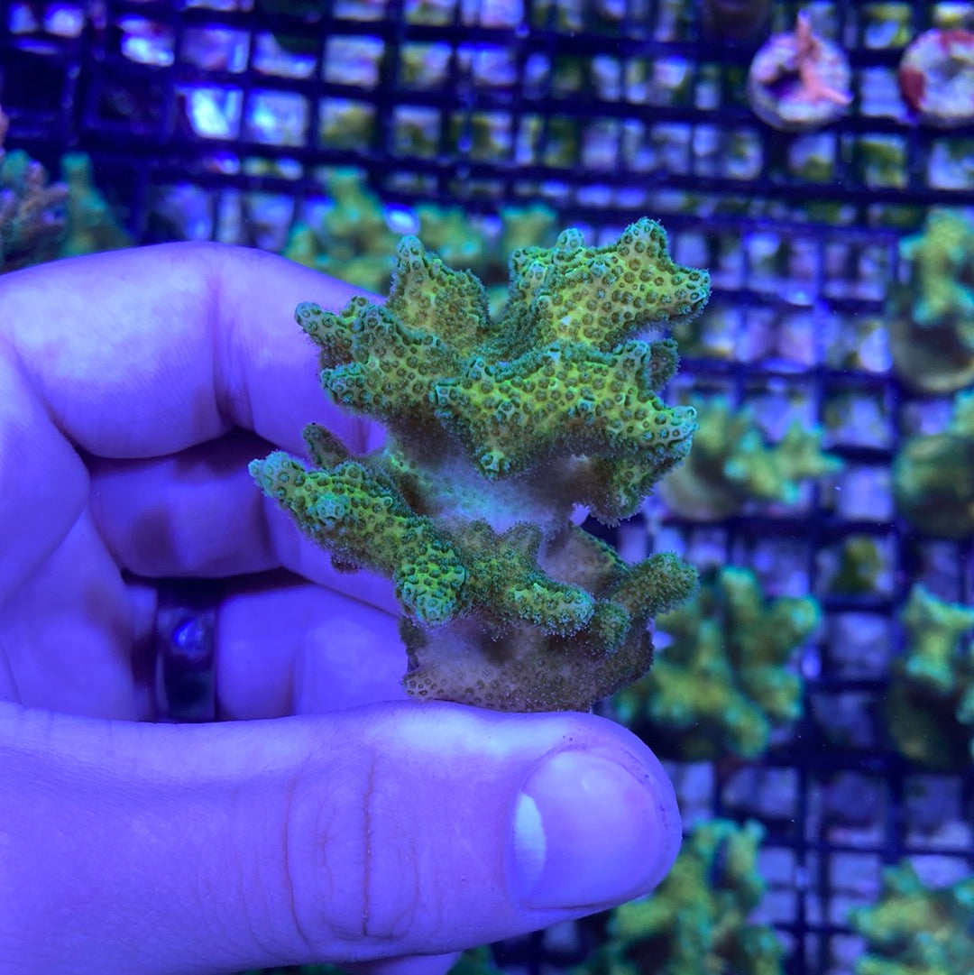 Frag - Neon Green Stylophora Mini Colony