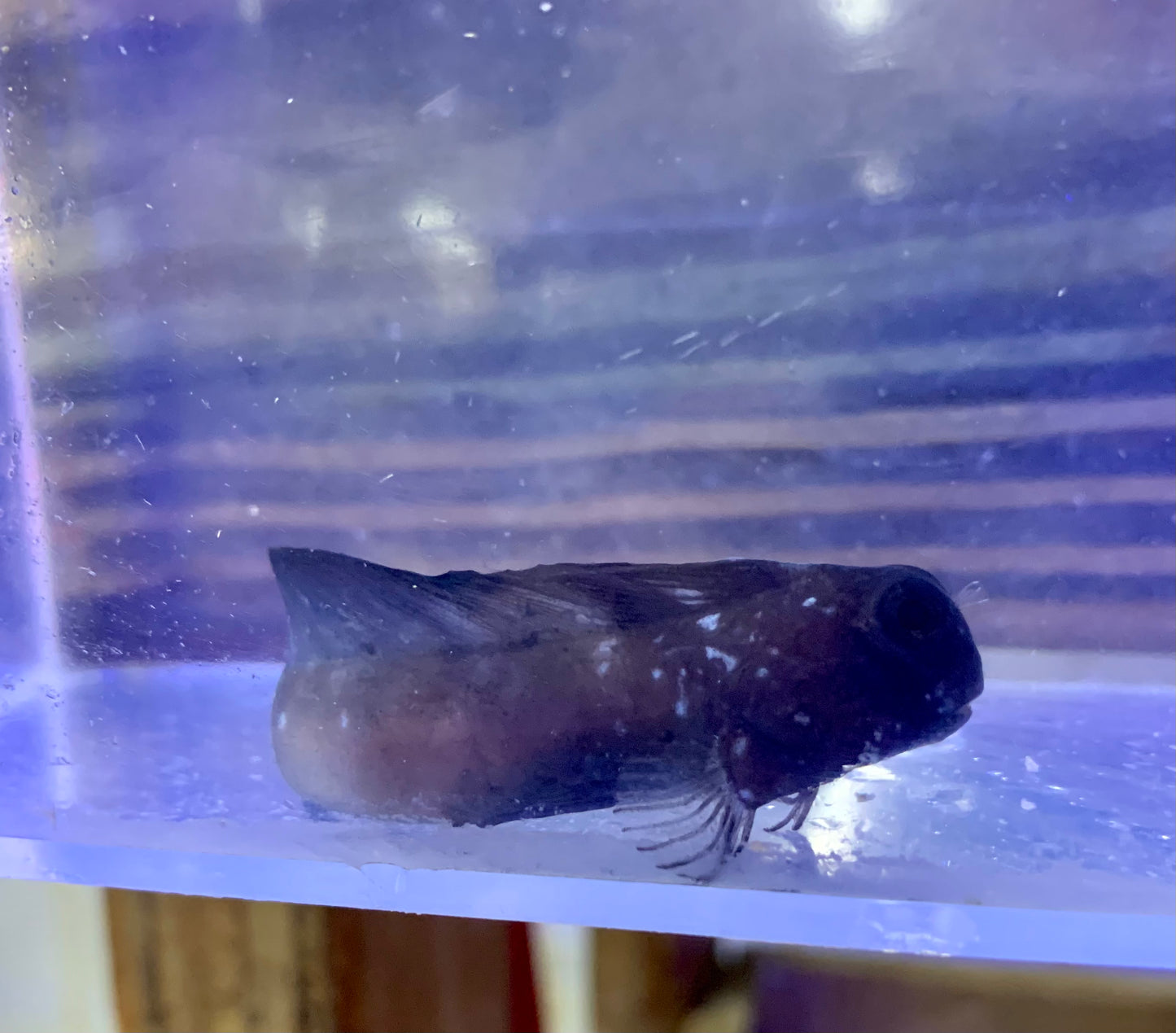 Blenny - Tribal
